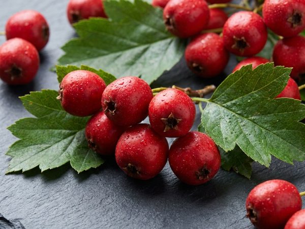 Hawthorn