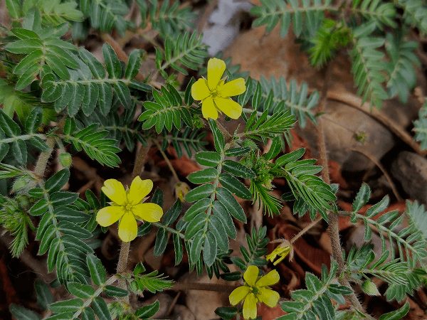 Tribulus Terrestris