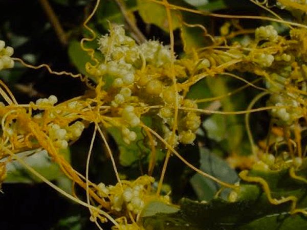 Cuscuta