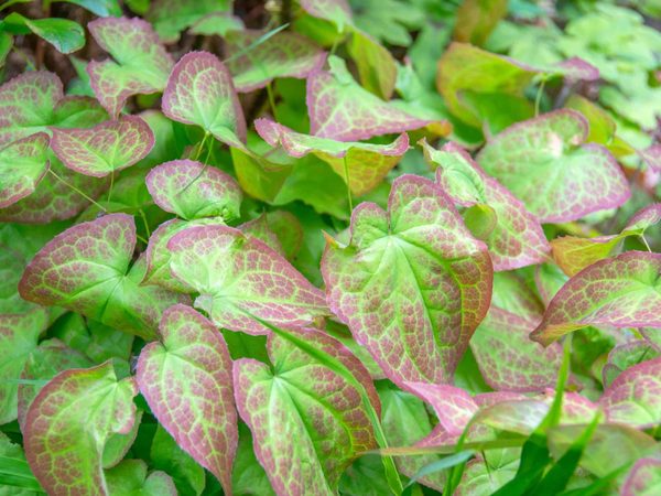 Epimedium