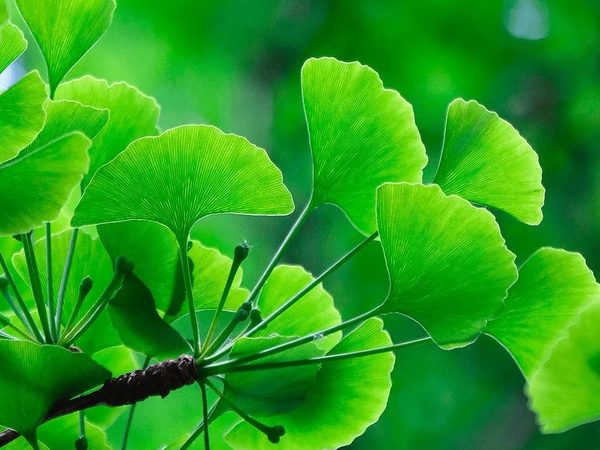 Ginkgo Biloba