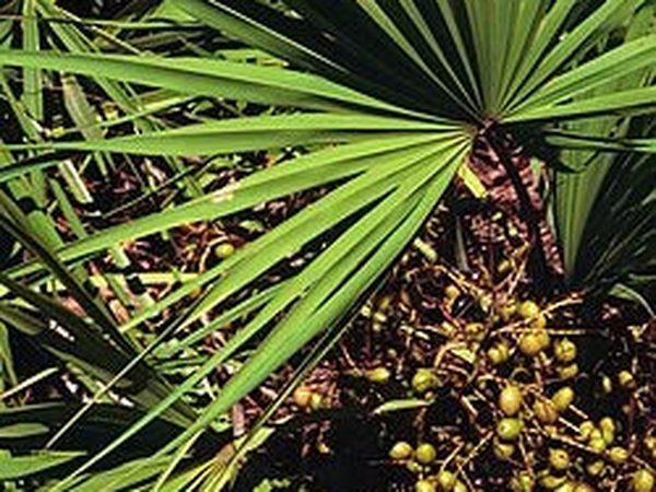Saw Palmetto